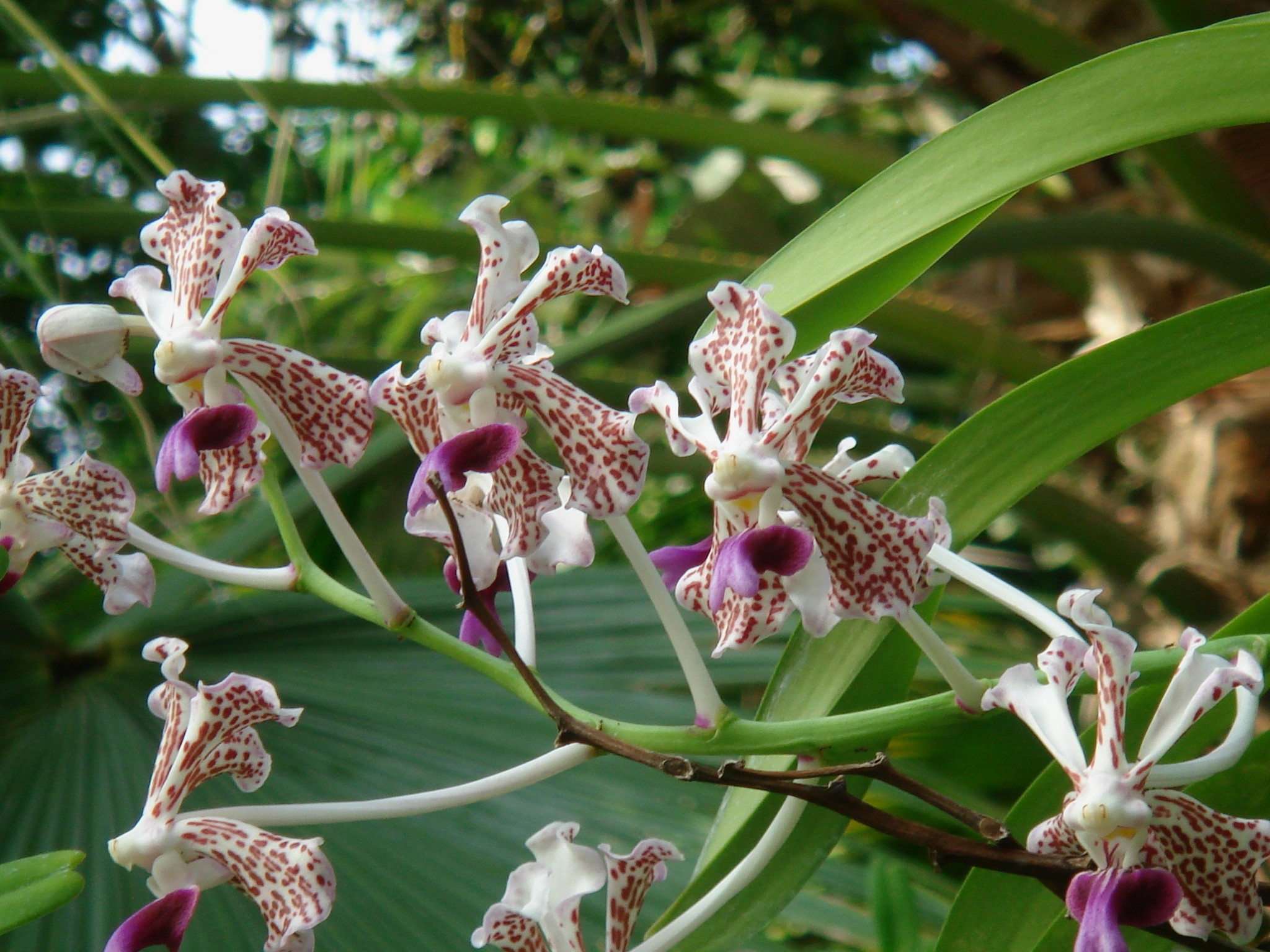 その他 S.M. Novella Vanda Suavis 50mLx2 Vanda tricolor var